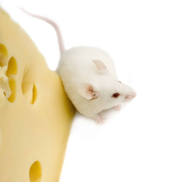 Comment optimiser les paramètres de la souris pour une productivité maximale ?